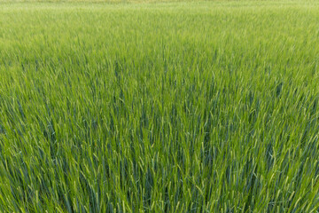 Green wheat field