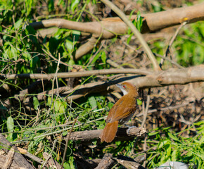 batará mayor hembra​, batará grande, batará blanco y negro, chororó, hormiguero mayor u hormiguero grande, pajaro marron con pecho gris