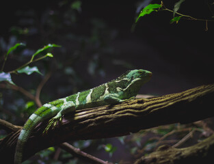 Naklejka na ściany i meble green lizard on a branch
