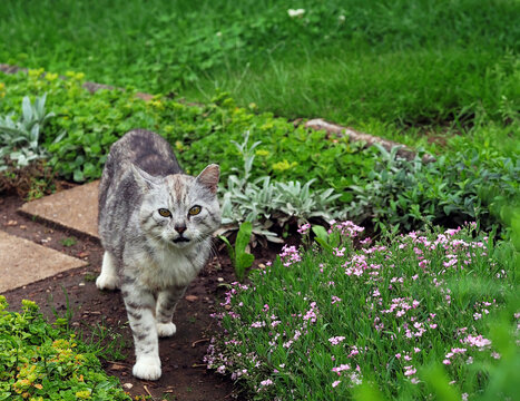 Gartenkatze