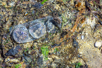 pollution on the beach