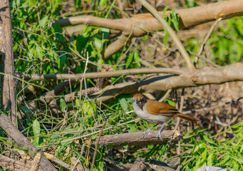 batará mayor hembra​, batará grande, batará blanco y negro, chororó, hormiguero mayor u hormiguero grande, pajaro marron con pecho gris