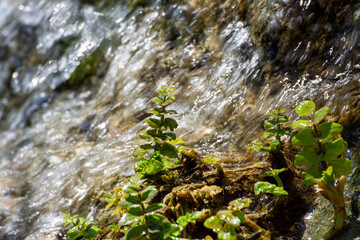 Naklejka na ściany i meble Detail of small green plants wet by the water of a waterfall in the forest