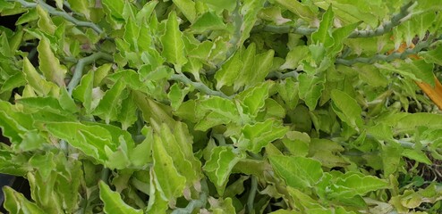Bunch of green leaf tree