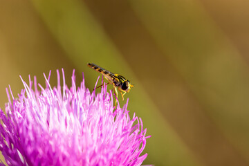 Small black and yellow diptera perched on a purple flower