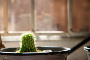little green cactus in black plastic pot beside the window with refresh morning light stock photo