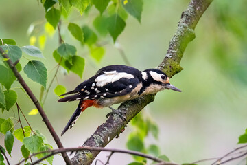 Great spotted woodpecker sitting on a wooden stump in the forest - grote bonte specht - dendrocopos major