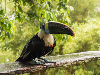 Tucan