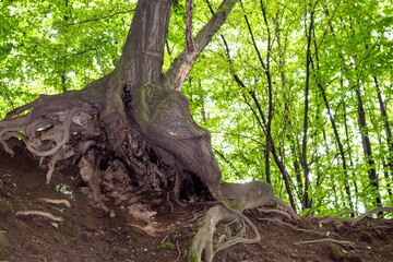 Strange, odd trees with tangled roots sticking out of the ground. Green foliage in the background. 