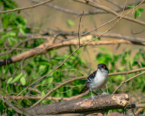 batará mayor​, batará grande, batará blanco y negro, chororó, hormiguero mayor u hormiguero grande, pajaro nego y blanco 