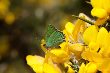 A Green Hairstreak butterfly perched on yellow Gorse flowers.