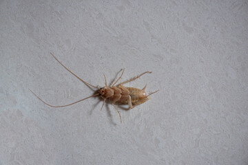 Cockroach