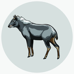black  chamois vector illustration