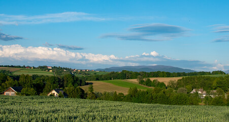 Country landscape. Hills and fields. Summer. Green field of barley. Clear blue sky. Warm light. Mountains and forest in the distance. Countryside holidays.