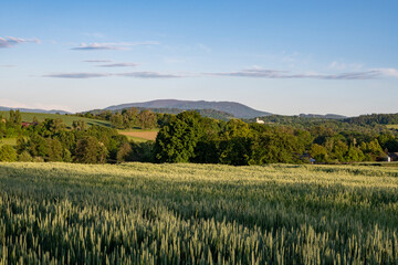 Country landscape. Hills and fields. Summer. Green field of barley. Mountains in the distance. Clear blue sky. Warm light. Countryside holidays.