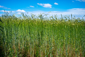 Green fields of ripening rye grain plants in sunny day