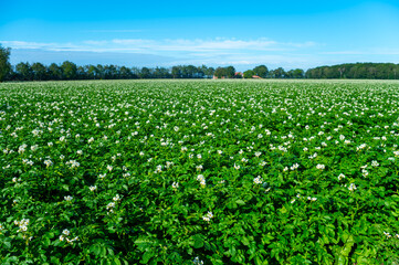 Fototapeta na wymiar Farming in Netherlands, blossoming potato field in sunny day