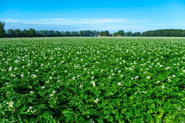 No drill roller blinds Green Farming in Netherlands, blossoming potato field in sunny day