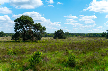 Summer vacation destination in Europe, green Kempen forest and meadows in North Brabant,...