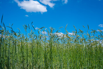 Green fields of ripening rye grain plants in sunny day