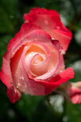 Blossom of pink rose in garden after rain close up