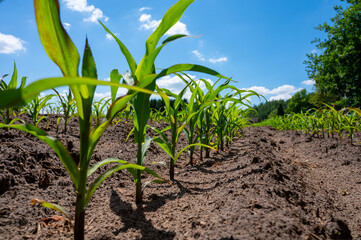 Young green sweet corn plants growing on farm field