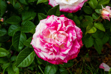 Close-up of a pink and white rose surrounded by dark green leaves.