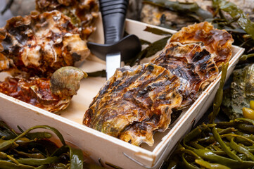 Fresh zeeuwse creuse pacific or japanese oysters molluscs on fish market in Netherlands