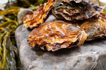 Fresh zeeuwse creuse pacific or japanese oysters molluscs on fish market in Netherlands