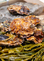 Fresh zeeuwse creuse pacific or japanese oysters molluscs on fish market in Netherlands