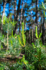 Fototapeta premium Young green shoots of commom pine tree in forest