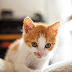 Red and white kitten, close up