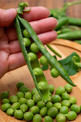 New harvest of ripe green peas legumes