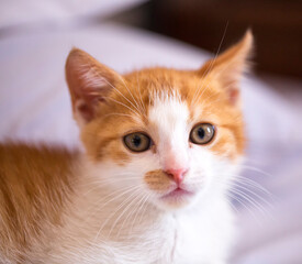 Small red and white kitten portrait