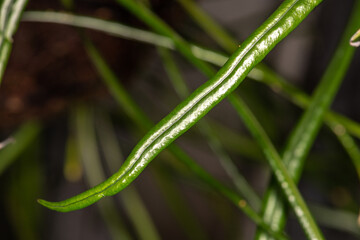 Obraz premium Narrow-leaf Strap Fern (Campyloneurum angustifolium)