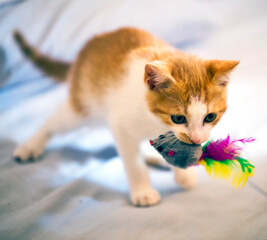 Small cat bringing a toy mouse in the mouth