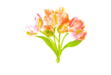 Colorful pink salmon parrot tulips on white background copy space top view