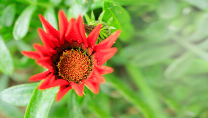 Beautiful red flower in ornamental plant pot, called Gazania splendens in our garden next house. Sunny weather. Copy space for text or description.