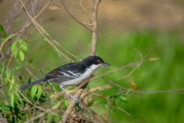 batará mayor​, batará grande, batará blanco y negro, chororó, hormiguero mayor u hormiguero grande, pajaro nego y blanco 