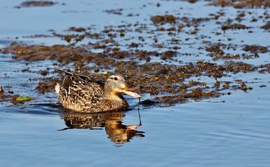 Mallard duck.Natural scene from Wisconsin conservation area.The photo was taken at sunset at the golden hour.