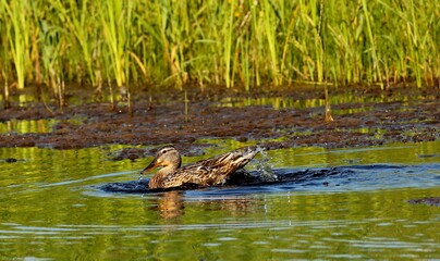 Mallard duck.Natural scene from Wisconsin conservation area.The photo was taken at sunset at the golden hour.