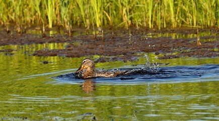 Mallard duck.Natural scene from Wisconsin conservation area.The photo was taken at sunset at the golden hour.