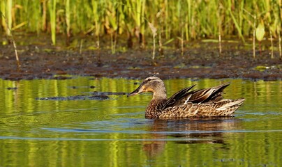 Mallard duck.Natural scene from Wisconsin conservation area.The photo was taken at sunset at the golden hour.