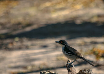 batará mayor​, batará grande, batará blanco y negro, chororó, hormiguero mayor u hormiguero grande, pajaro nego y blanco 