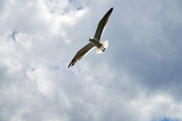 Seagull flying fast in the strong wind. Shot at Vollen, Asker, Norway.