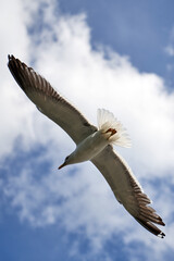 Obraz premium Seagull flying fast in the strong wind. Shot at Vollen, Asker, Norway.