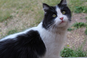 Gatos
Cats
Feline
Pet
Mascota