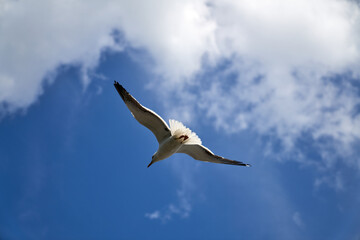 Fototapeta premium Seagull flying fast in the strong wind. Shot at Vollen, Asker, Norway.
