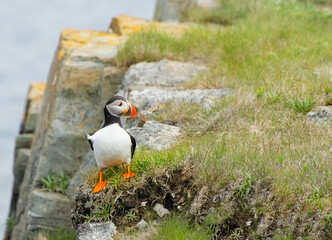 Atlantic puffin (Fratercula arctica) walking on a windy rocky cliff on an island in Newfoundland and Labrador, Canada.