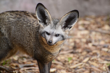 Bat-eared fox is a long eared fox that lives in the African savanna. 
